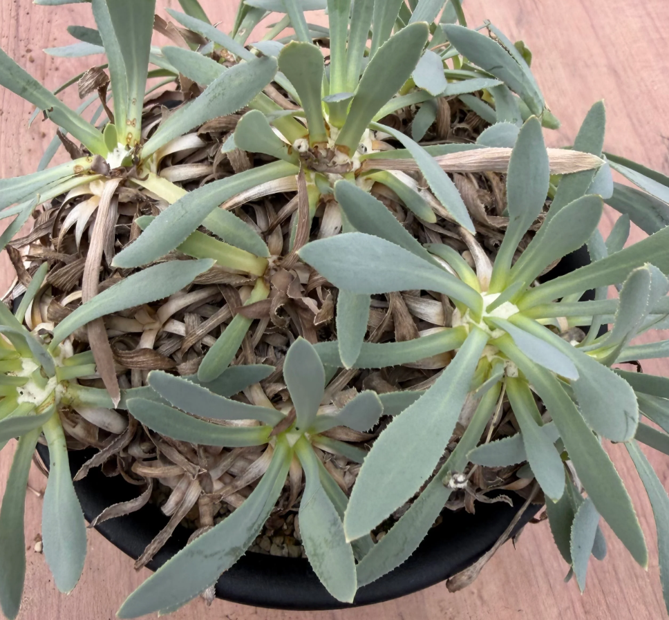 Othonna retrorsa 7 Seeds