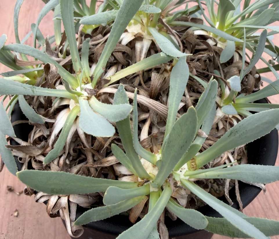 Othonna retrorsa 7 Seeds