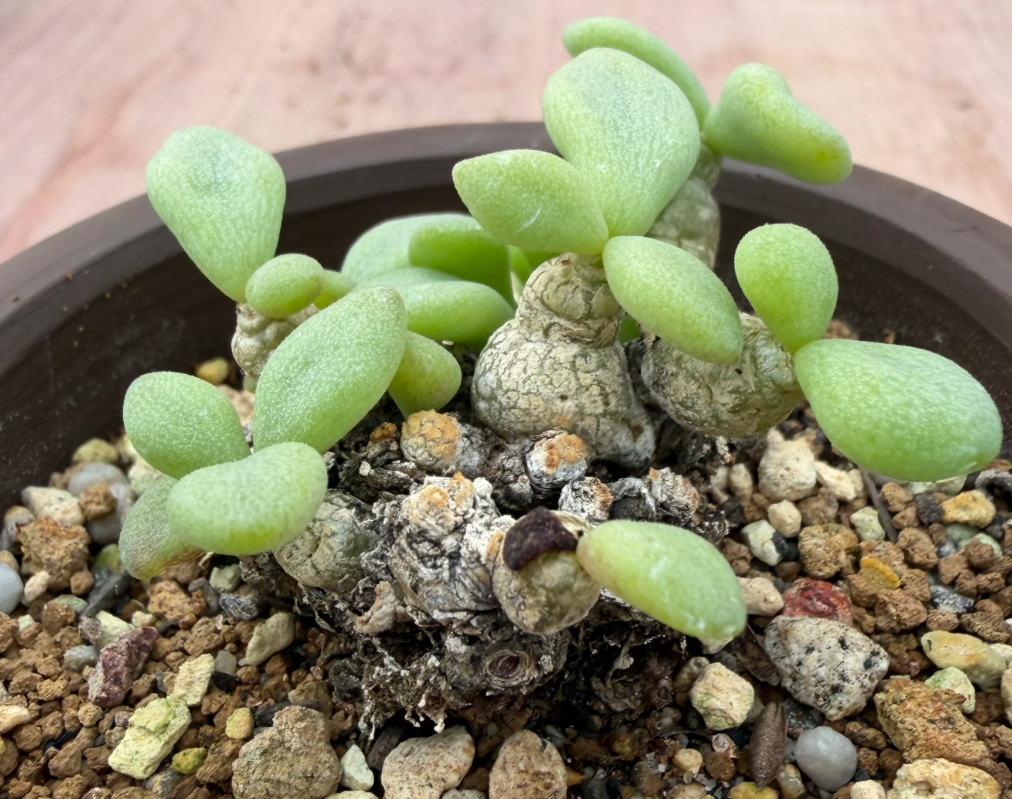 Tylecodon decipiens 10 Seeds