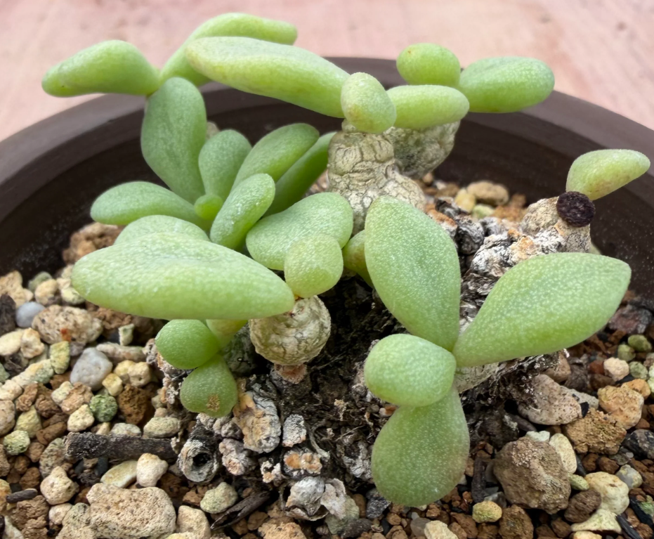 Tylecodon decipiens 10 Seeds