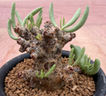 Tylecodon pearsonii 10 Seeds