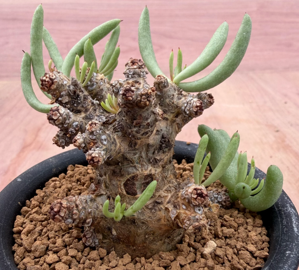 Tylecodon pearsonii 10 Seeds