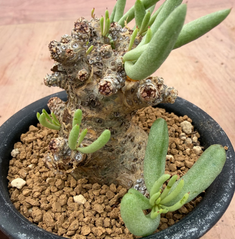 Tylecodon pearsonii 10 Seeds