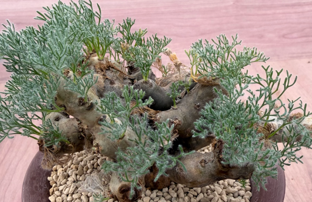 Monsonia multifida ( Sarcocaulon ) 3 Seeds