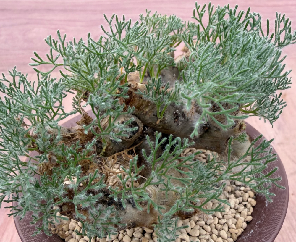 Monsonia multifida ( Sarcocaulon ) 3 Seeds