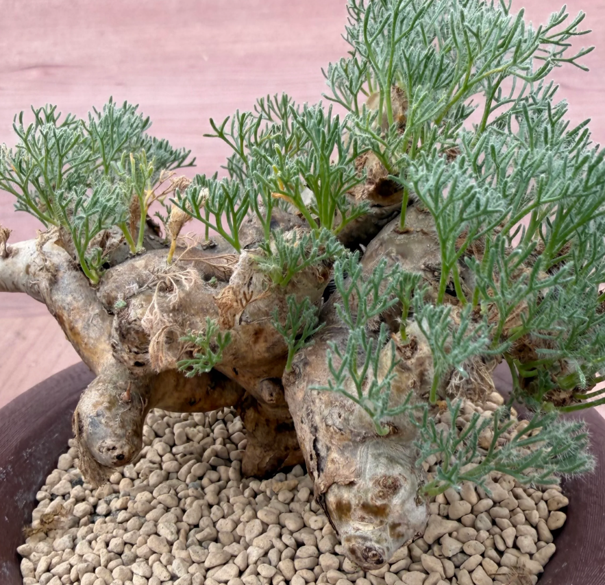 Monsonia multifida ( Sarcocaulon ) 3 Seeds