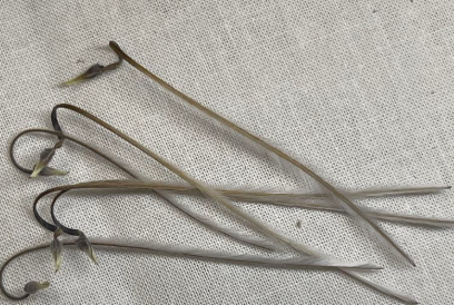 Monsonia multifida ( Sarcocaulon ) 3 Seeds