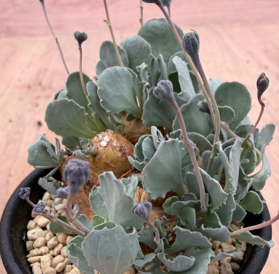 Othonna cacalioides 7 Seeds