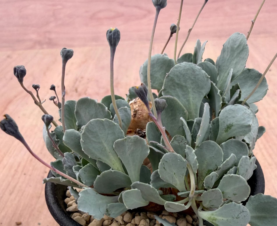 Othonna cacalioides 7 Seeds
