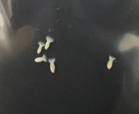 Othonna cacalioides 7 Seeds