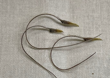 Monsonia peniculina ( Sarcocaulon ) 3 Seeds