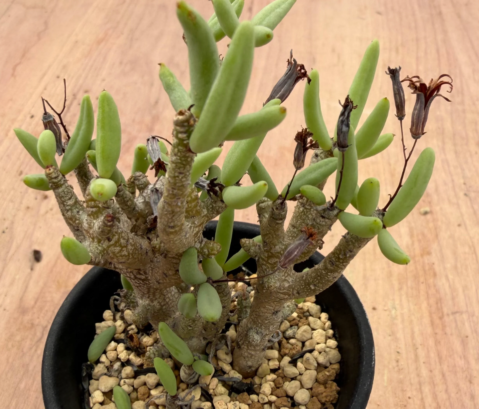 Tylecodon buchholzianus 10 Seeds