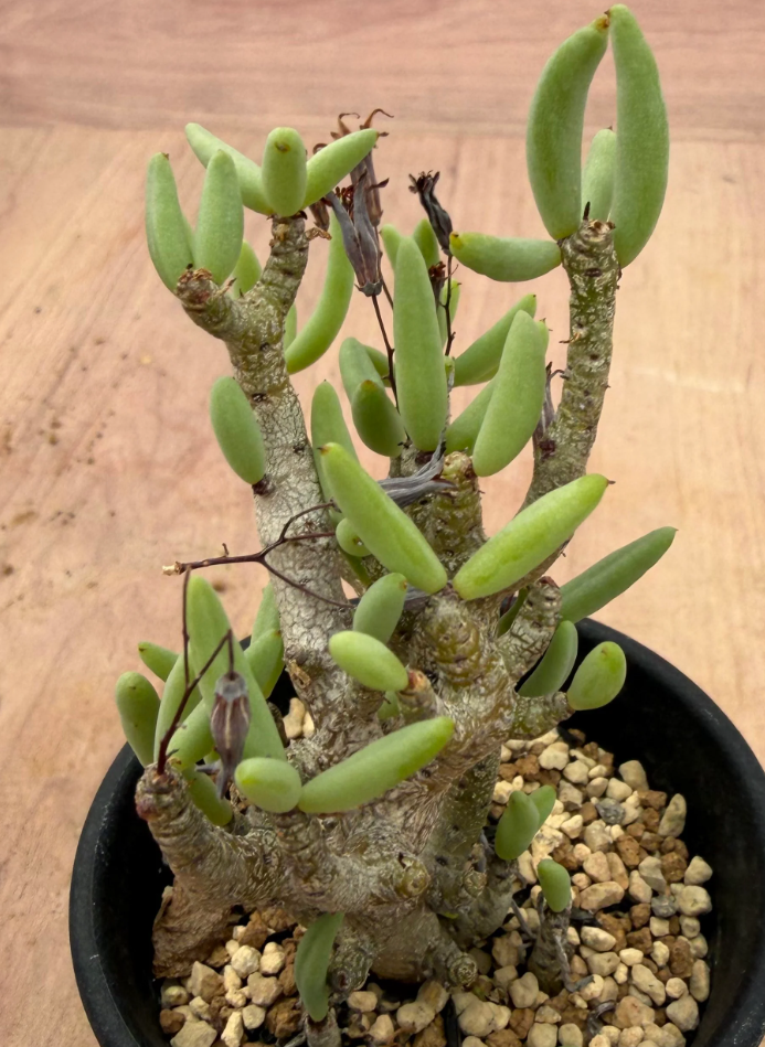 Tylecodon buchholzianus 10 Seeds