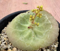 Crassula umbella 10 Seeds