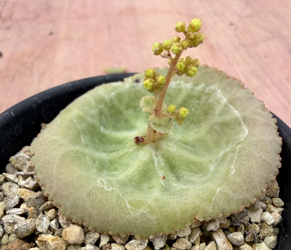 Crassula umbella 10 Seeds