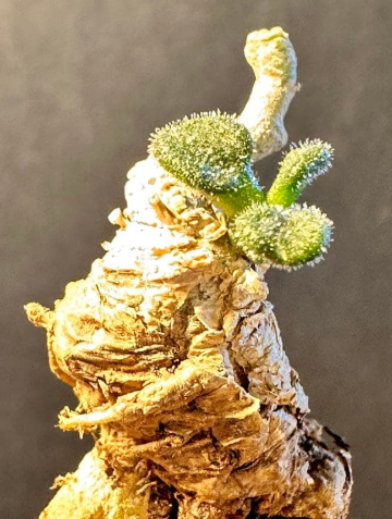 Tylecodon pusillus 10 Seeds