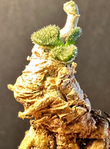 Tylecodon pusillus 10 Seeds