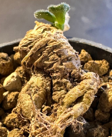Tylecodon pusillus 10 Seeds