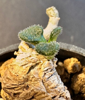 Tylecodon pusillus 10 Seeds