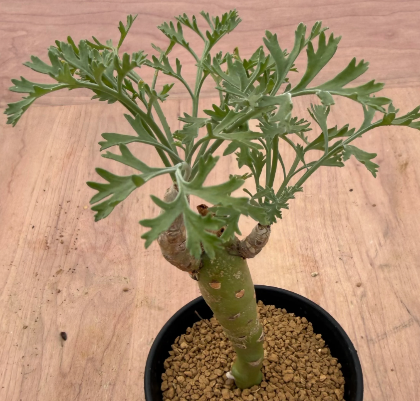 Pelargonium crithmifolium 3 Seeds