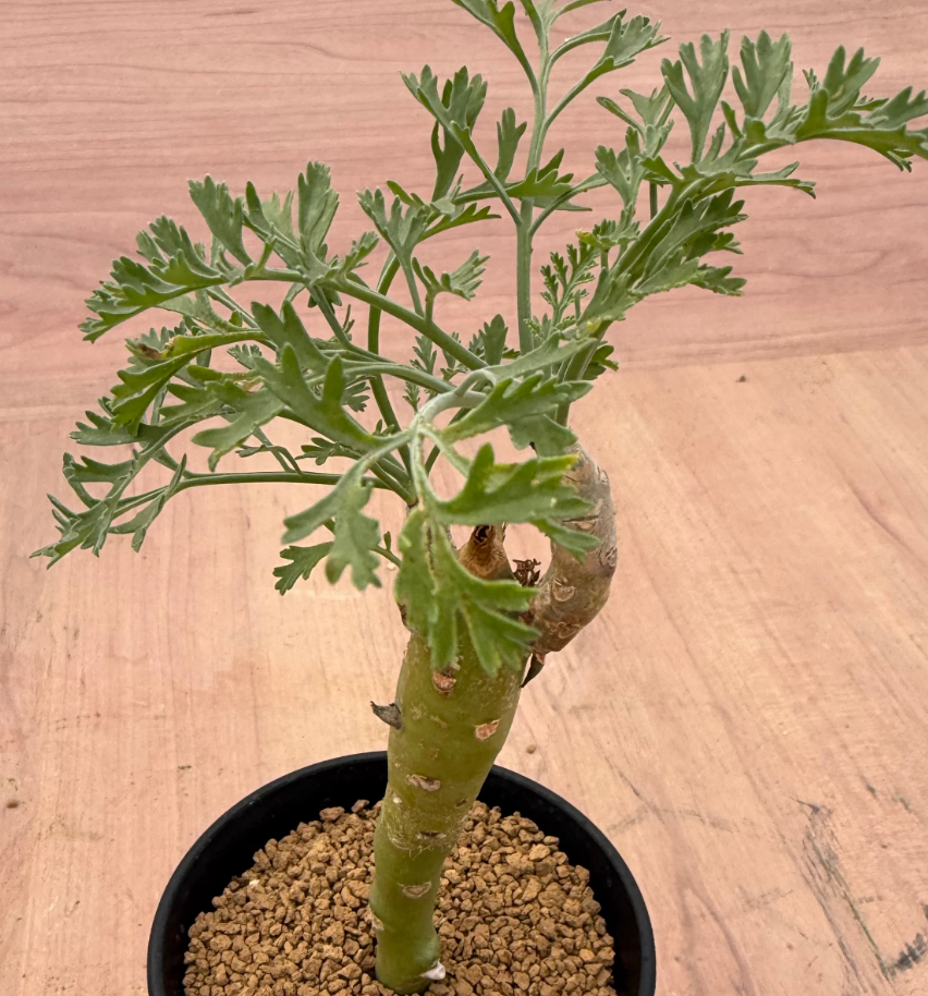 Pelargonium crithmifolium 3 Seeds