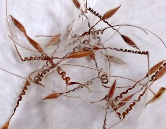 Pelargonium crithmifolium 3 Seeds