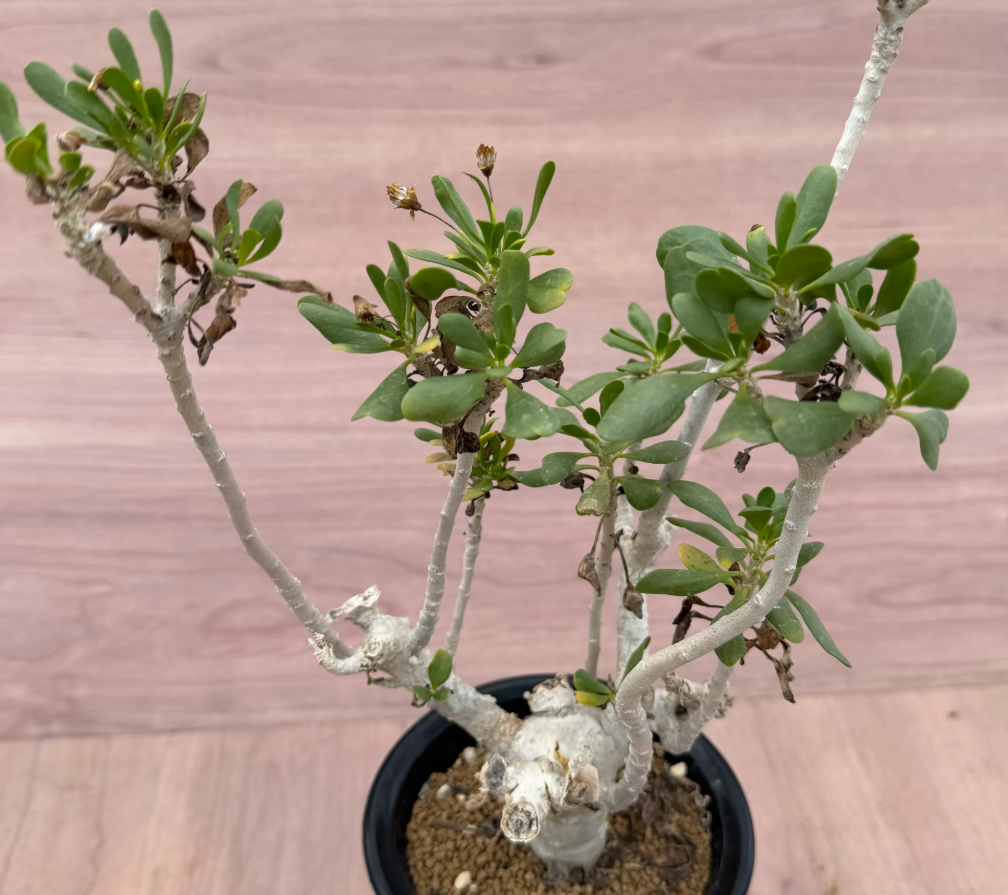 Othonna furcata 8 Seeds