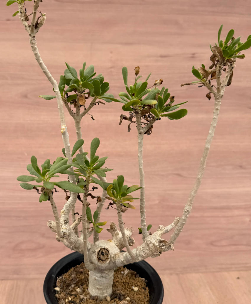 Othonna furcata 8 Seeds