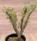 Monsonia herrei ( Sarcocaulon ) 3 Seeds