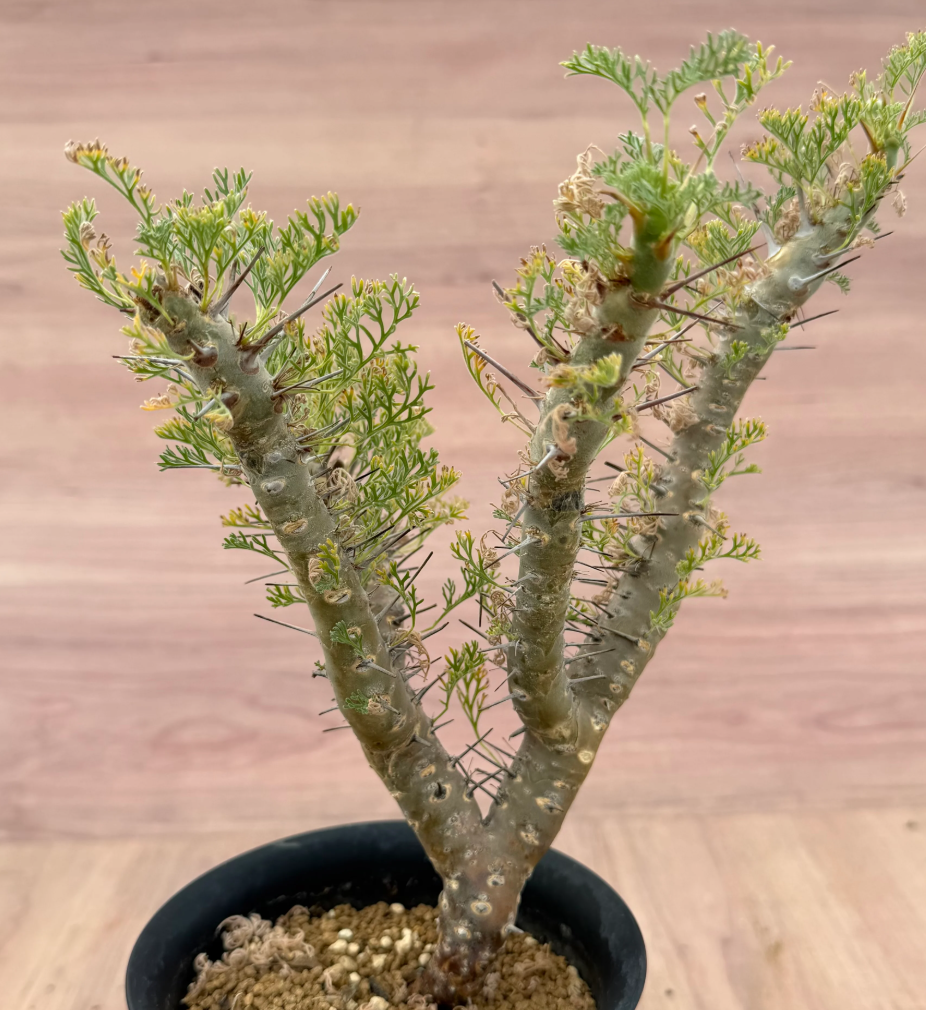 Monsonia herrei ( Sarcocaulon ) 3 Seeds