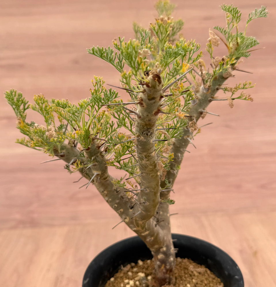Monsonia herrei ( Sarcocaulon ) 3 Seeds
