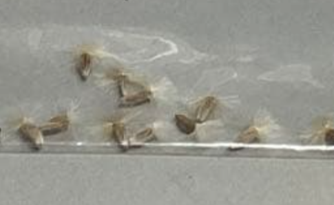 Othonna sp steinkopf 7 Seeds