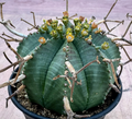 Euphorbia meloformis ssp.valida 5 Seeds