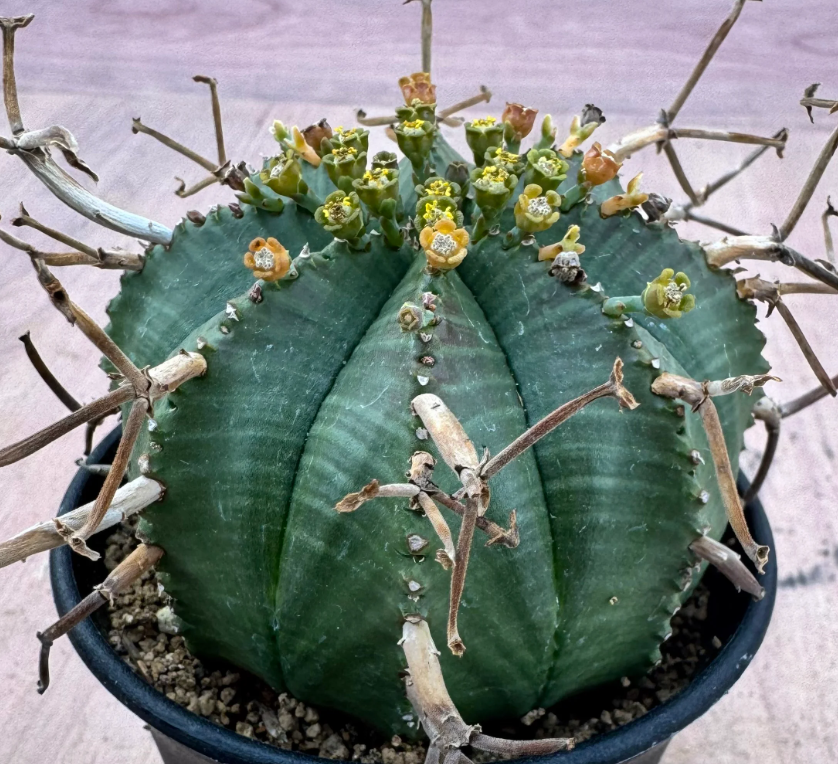 Euphorbia meloformis ssp.valida 5 Seeds