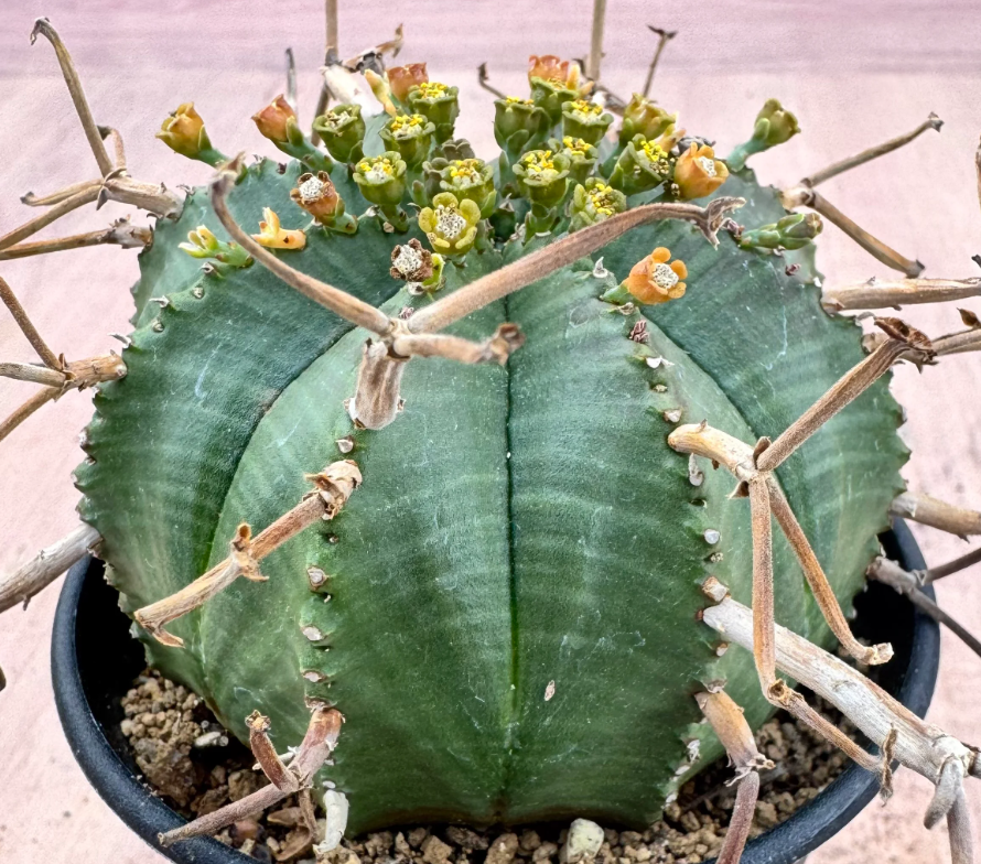 Euphorbia meloformis ssp.valida 5 Seeds