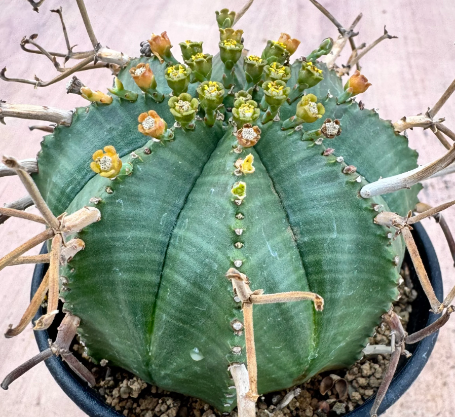 Euphorbia meloformis ssp.valida 5 Seeds