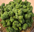Euphorbia horrida monster 5 Seeds