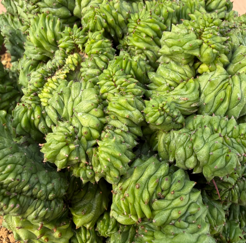 Euphorbia horrida monster 5 Seeds