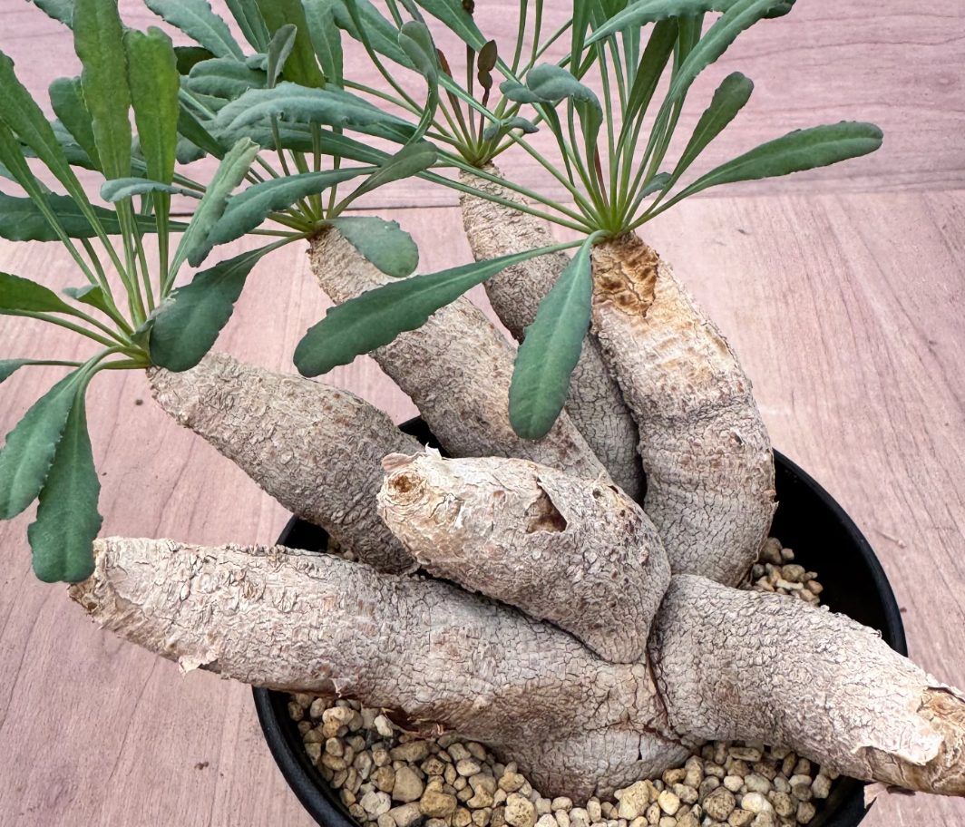 Euphorbia crispa 5 Seeds