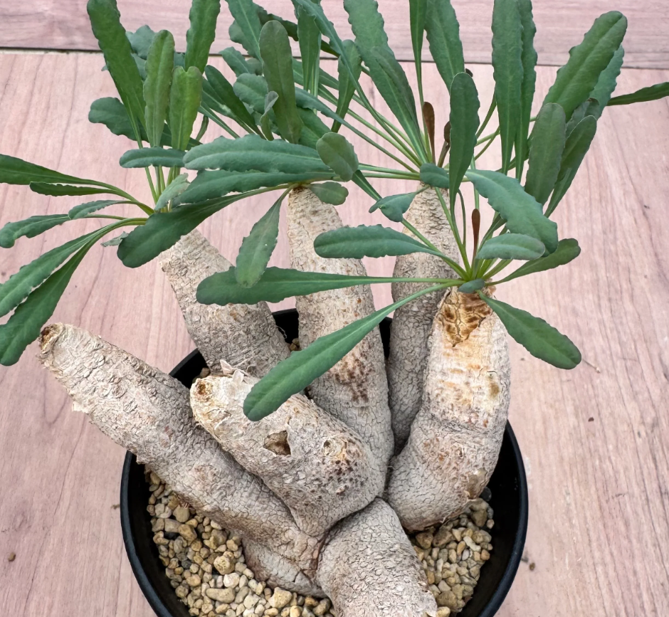 Euphorbia crispa 5 Seeds