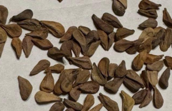 Pachypodium namaquanum 6 Seeds