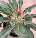 Pachypodium namaquanum 6 Seeds