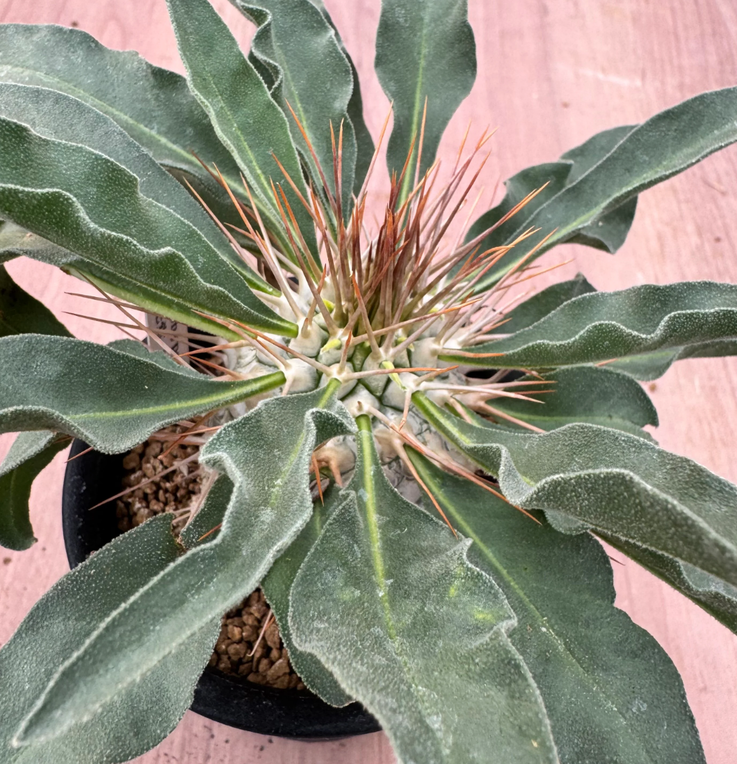 Pachypodium namaquanum 6 Seeds