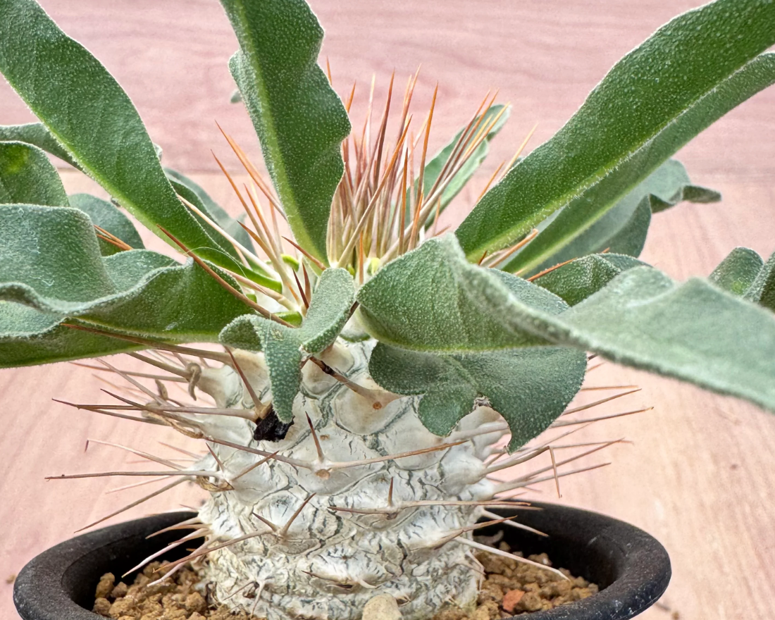 Pachypodium namaquanum 6 Seeds