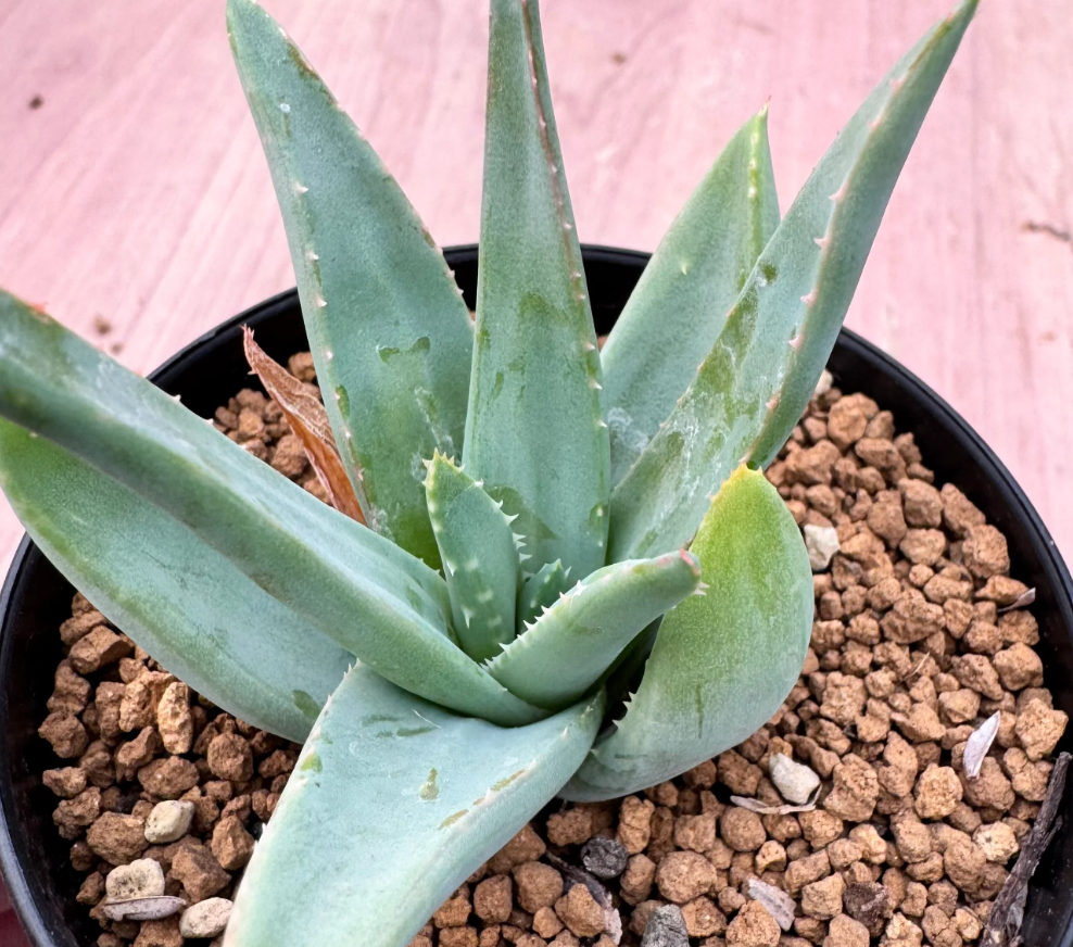 Aloe clavifloa 10 Seeds