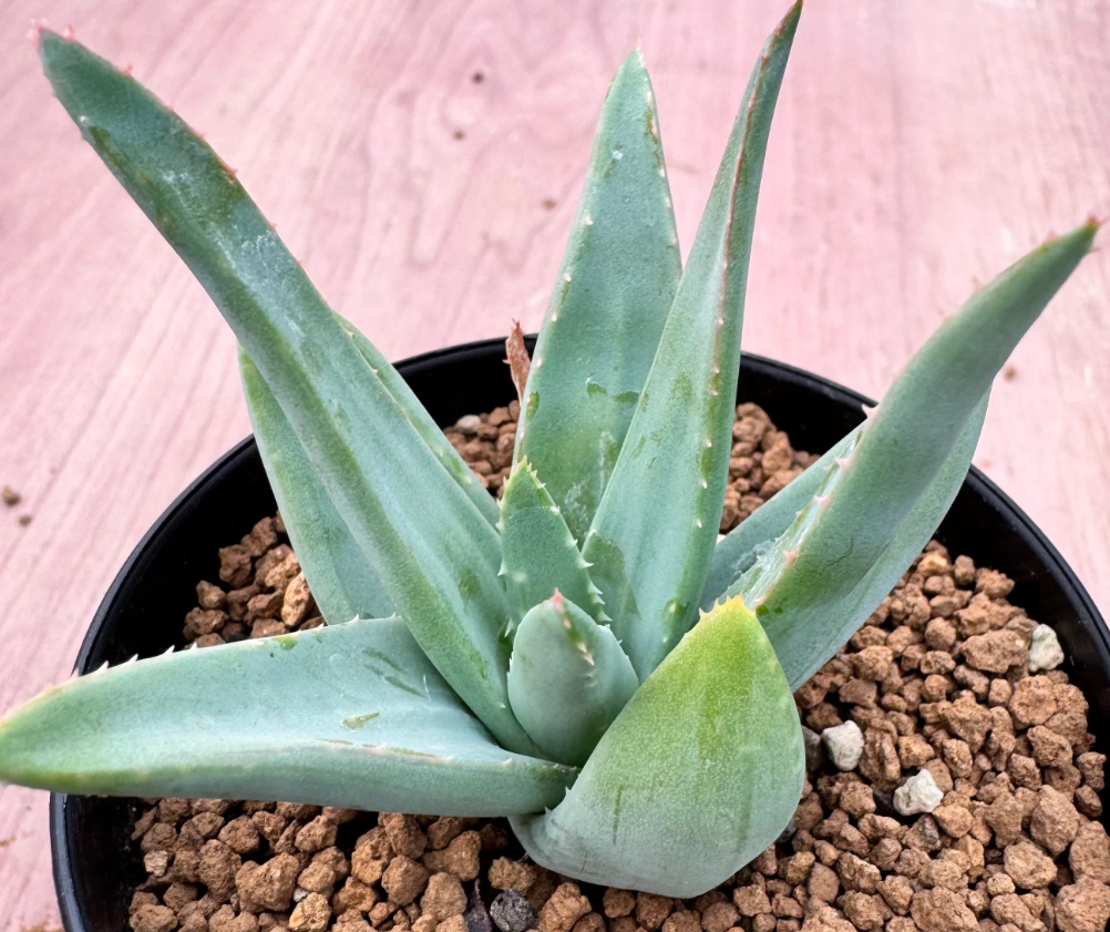 Aloe clavifloa 10 Seeds