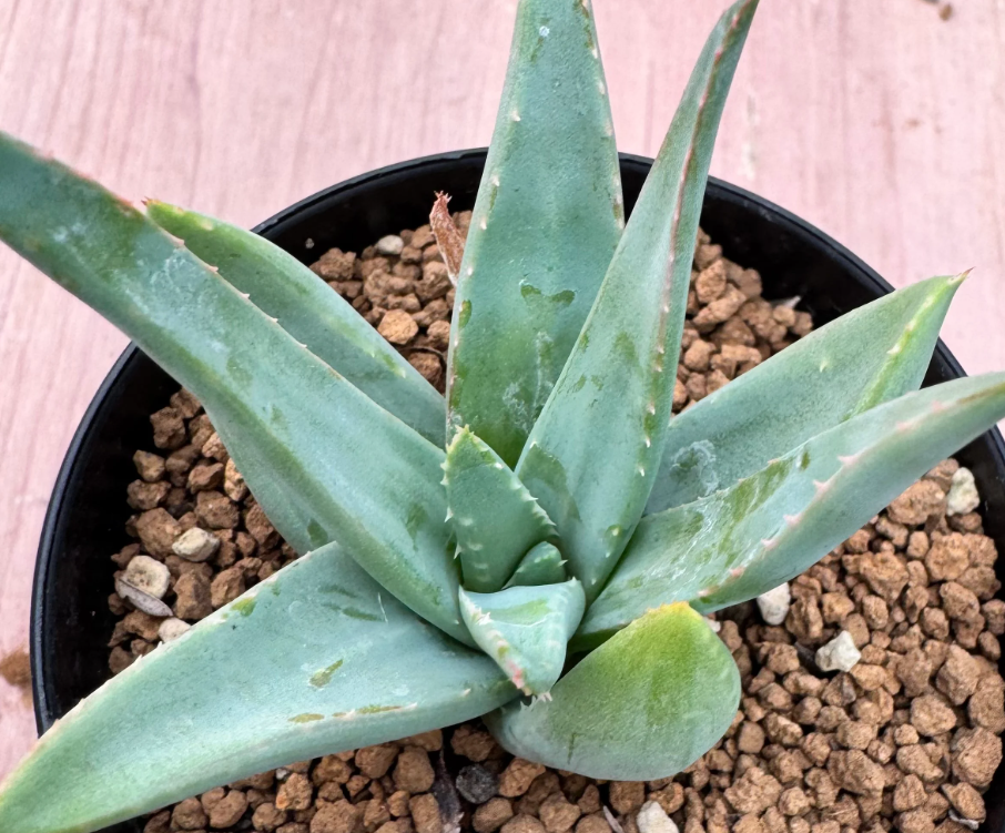 Aloe clavifloa 10 Seeds