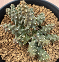 Euphorbia planiceps 5 Seeds