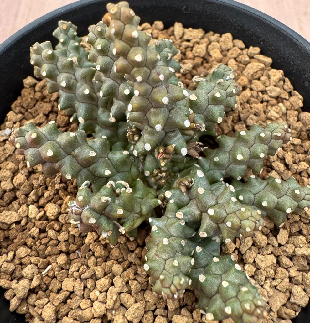 Euphorbia planiceps 5 Seeds
