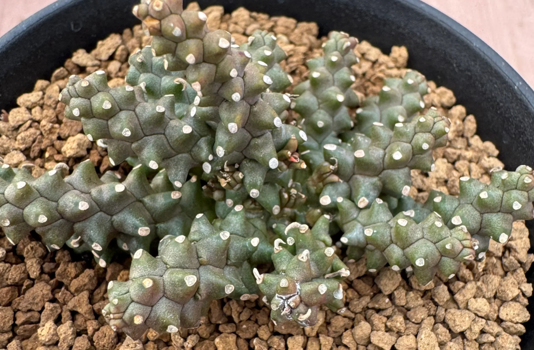 Euphorbia planiceps 5 Seeds